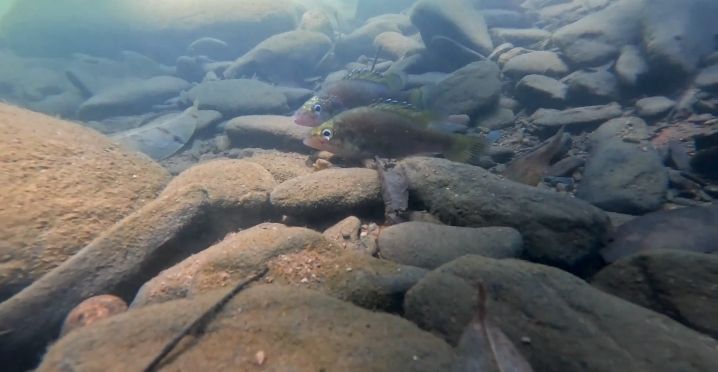 The Rare Bloomfield River Cod: A Tiny Ancient Fish Fighting for Survival