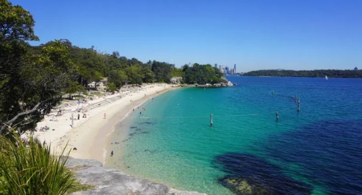 12-Year-Old Boy Mauled by Shark in Sydney: Friends’ Bravery Could Save His Life