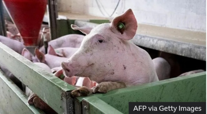 Spain’s huge pork industry seeks salvation from swine fever threat